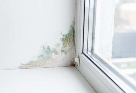 mold removal near window